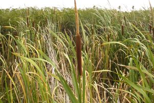 Le typha peut être transformé en un combustible pour remplacer le charbon de bois.