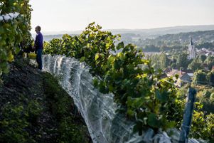 À Haillicourt, dans le Pas-de-Calais, un vin nommé charbonnay (contraction de charbon et chardonnay, le cépage utilisé) sort de vignes fichées sur un terril.
