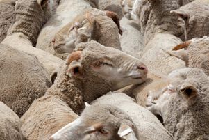 Près de 330 000 animaux dans 21 provinces indonésiennes sont touchés par la fièvre aphteuse. Photo d’illustration.