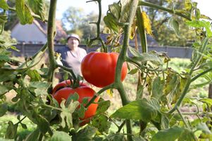 Des tomates en pleine croissance dans le potager de Pierre Andres, maraîcher à Strasbourg, le 27 octobre 2022. Le climat exceptionnellement doux et ensoleillé permet aux légumes de s'épanouir bien plus tard que d'habitude.