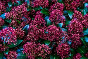 Le skimmia japonica résiste bien aux embruns et à la pollution, et convient parfaitement à un tout petit jardin, car sa croissance est peu rapide, entre 10 à 15 cm par an.