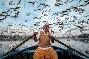 Un homme nourrit les oiseaux migrateurs, à Trieste, en Italie.