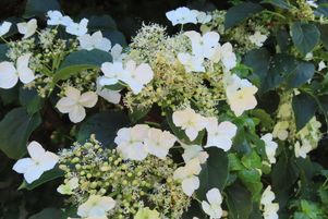 Hydrangea petiolaris, strongly growing, white without flower