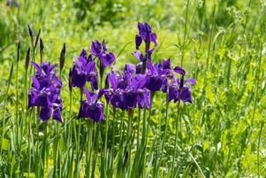 Les Iris de Sibérie (Iris Sibirica) peuvent supporter l’immersion jusqu’à 10 cm.