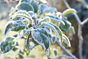 Le froid annoncé ce week-end des 6 et 7 janvier risque de fragiliser les plantes et le potager. De bons gestes, réalisés en amont, permettent de les protéger.