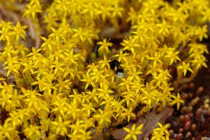 Le sédum âcre, ou « poivre des murailles », fera merveille dans la rocaille.