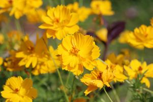 Le cosmos sulphureus, aux couleurs champêtres et orangées, peut se marier à des fleurs bleues comme des nigelles pour embellir votre jardin.