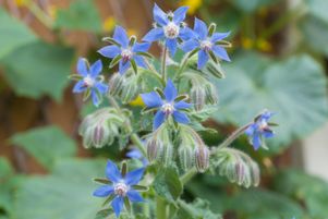 Le feuillage et les fleurs de la bourrache ont la fraîcheur du concombre et une saveur iodée.