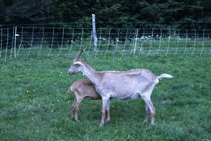 La fièvre catarrhale ovine est une maladie virale qui touche les ruminants. Le sérotype du virus observé dans le Nord semble plus mortel.
