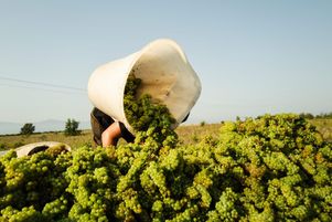 Premières vendanges au domaine Lafage à Cabestany, le 31 juillet. 