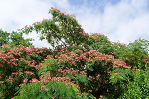 L’albizzia, petit arbre est originaire de Chine, du Japon et de Corée, doit son nom au botaniste Antonio Durazzini.