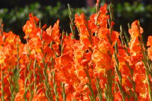 Plants de canna. 