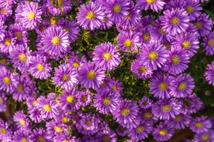 La plupart des asters poussent en touffes buissonnantes et érigées, mais certains s’étendent à l’horizontale.