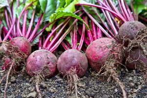 Rondes, rouges, blanches, jaunes, jaspées… Sous toutes ces formes, la betterave est l’un des légumes racines stars de l’hiver.