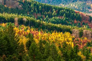 Augmentation du taux de mortalité et du nombre de parcelles en dépérissement, ralentissement de la productivité, les forêts françaises vont mal.