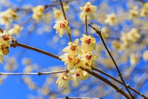 Le chimonanthe, ou Chimonanthus praecox en latin, est une belle plante d’hiver aux parfums enivrants.