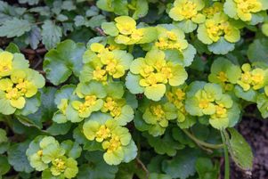 Chrysosplenium oppositifolium, aussi appelée dorine à feuilles opposées, est reconnaissable à ses fleurs jaunes d’or pendant la période de floraison en fin d’hiver.