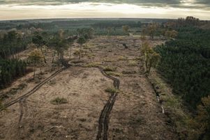 L’association Canopée organise des actions médiatiques et travaille directement avec les décideurs politiques, avec l’objectif d’œuvrer à une meilleure préservation des forêts.