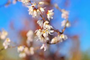 L’abeliophyllum au printemps. Ce petit arbuste cousin du forsythia ravira les insectes pollinisateurs. 