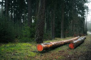 Aujourd’hui, la sylviculture irrégulière concerne 20-25 % de la forêt française.