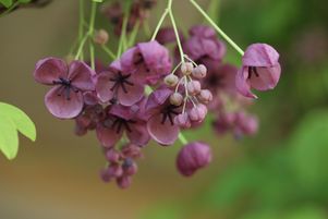 Avec ses mignonnes fleurs étranges, l’Akebia quinata conquiert nos jardins depuis quelques décennies.