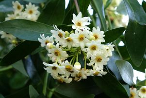 Les drimys ont tout pour plaire dans vos jardins.