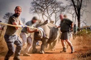 Le parc Kruger où opère « Big Joe » a perdu 8 000 rhinocéros en dix ans.
