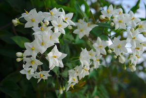 Les plantes grimpantes, comme ici ce solanum laxum, donnent une autre dimension au jardin, se réjouit Noémie Vialard.