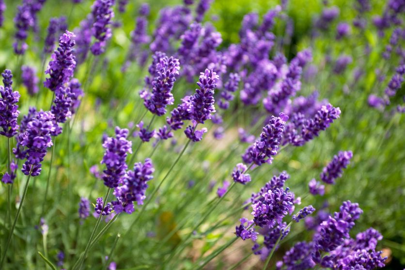 Beaucoup de nos aromatiques sont des semi-arbustives, comme la lavande.